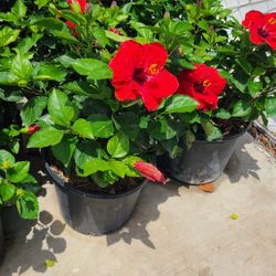 Tulipanes Bushes 5gallon 