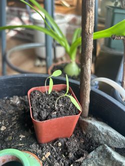 Sungold Cherry Tomato Seedlings