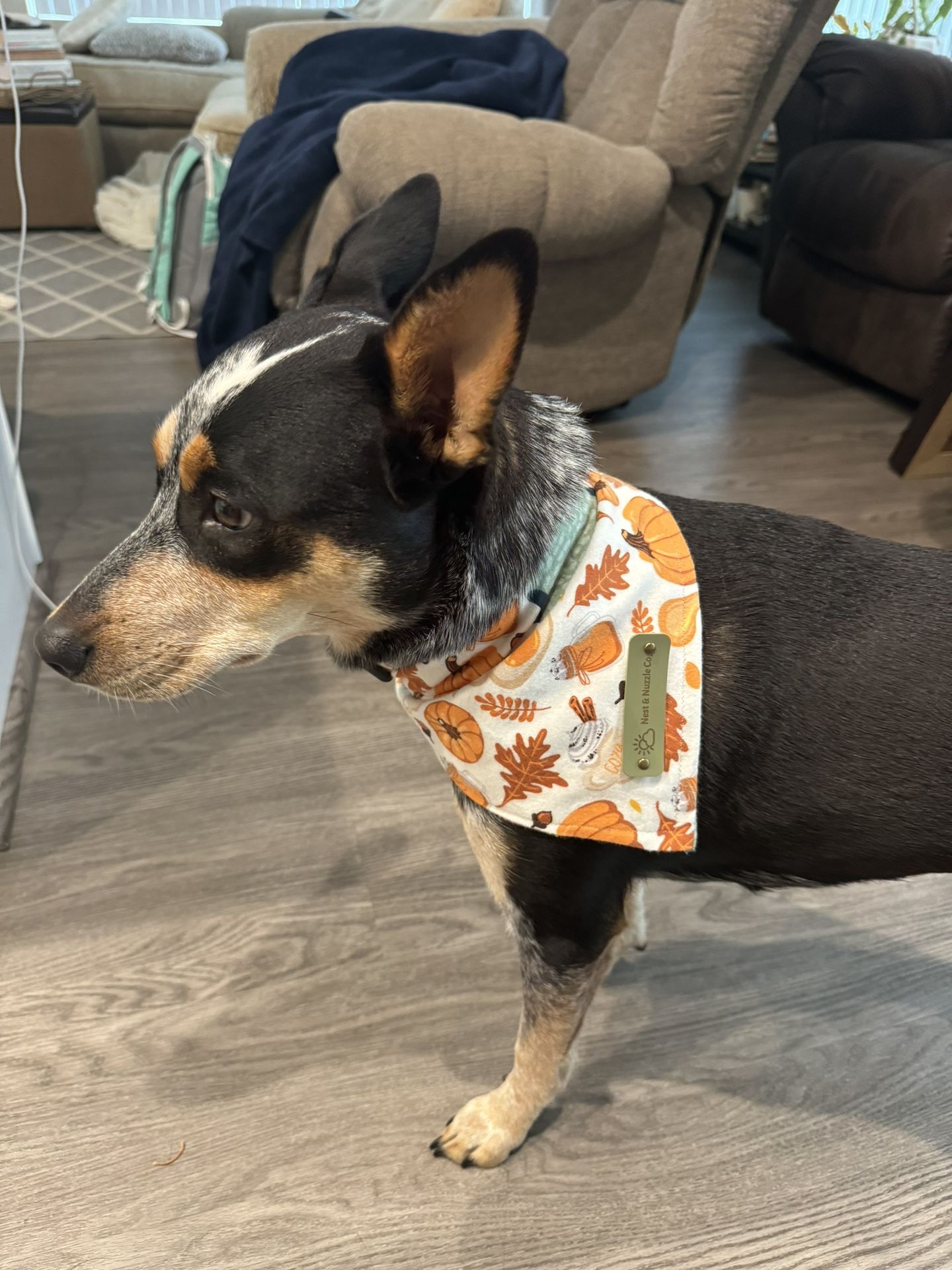 Pet Bandanas And Accessories