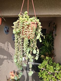 Burro's 🫏 Tails Succulent Plant $25