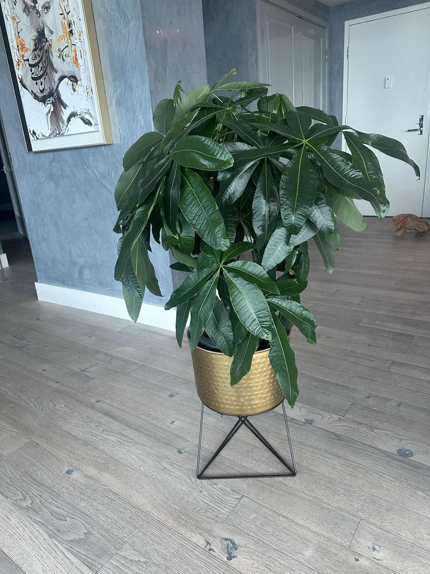 Money Tree plant 