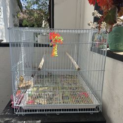 Bird Cage 