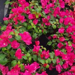 Bugamblias Plantas 3gallones Bushes 