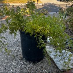 Asparagus Fern in Black Nursery Pot