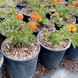 Lantana In 1 gallon yellow white purple And orange