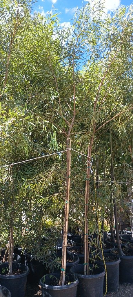 África Sumac Trees. Lawn & Garden