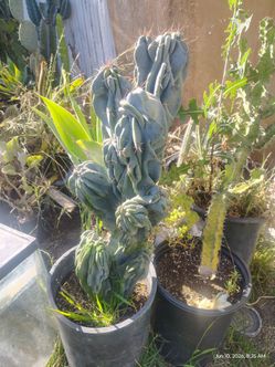 Monstroses apple cactus plant