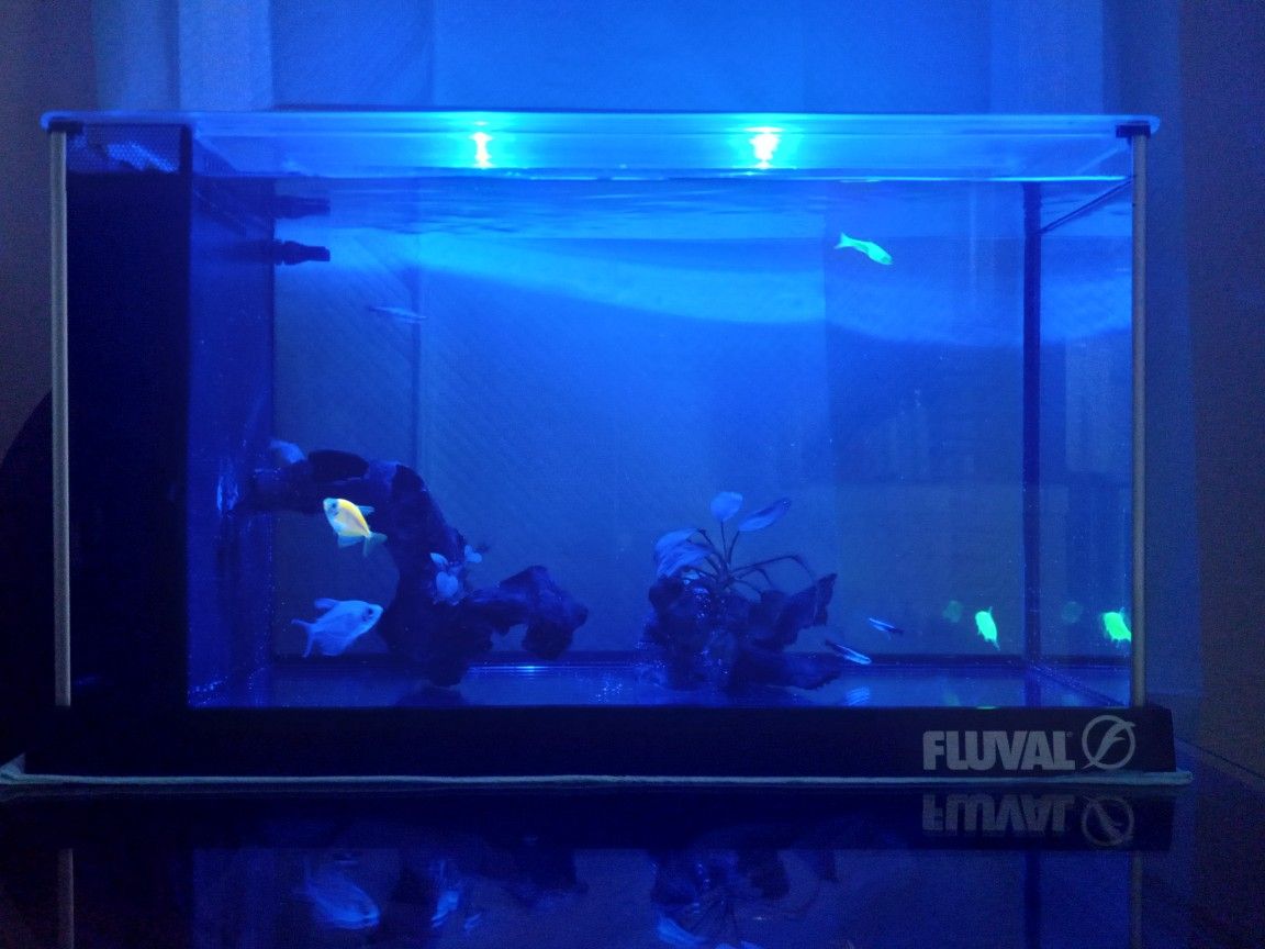 Fish Tank