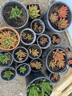 Plants