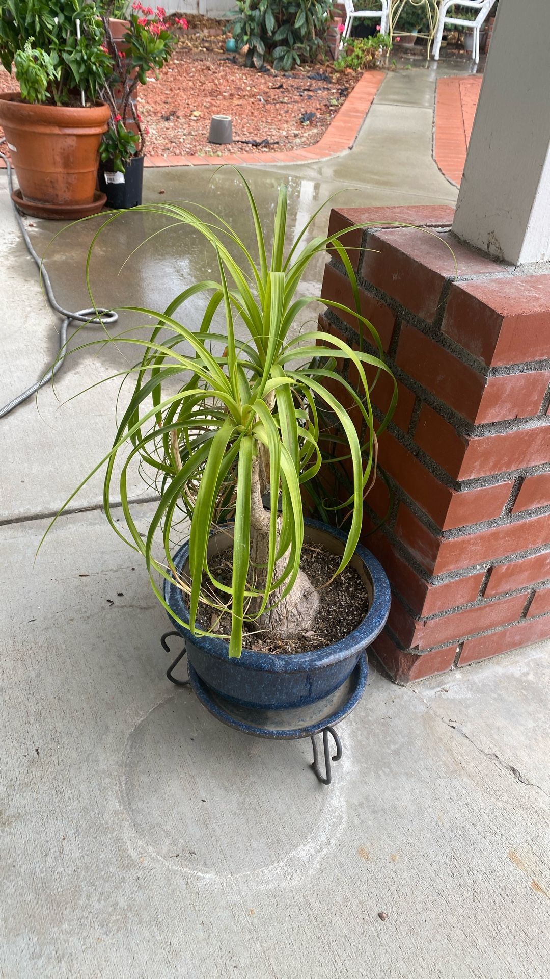 Pony Palm3 Feet Tall W/ Pot And Planer 