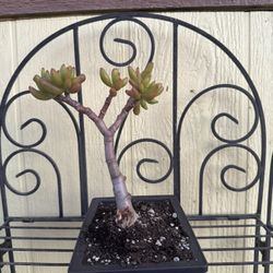 Bonsai Oger Ear Tree