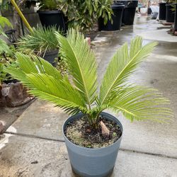 Sago Palm