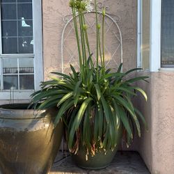 Good Quality Ceramic Pots 