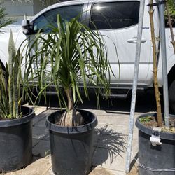 Plant For Sale