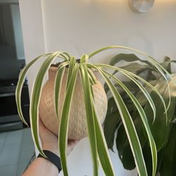 Housplant Spider Plant In Ceramic Planter