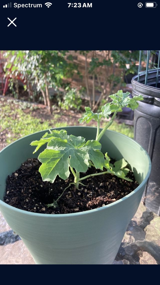 Watermelon Plant