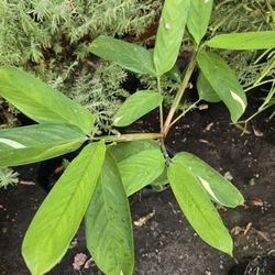 FREE CUTTINGS