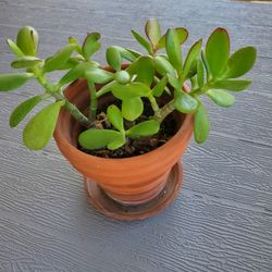 Jade Plant In 5" Clay Pot With Dish