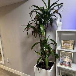 Dracena Lisa Plant 4-5 foot with 30in Tall Tapered square platnter