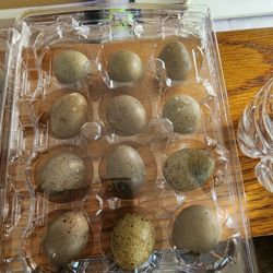 Button Quails And Eggs