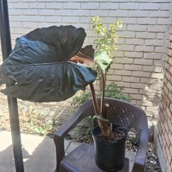 3 Foot Tall Elephant Ear Yucatan Princess 