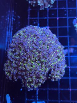 Fake Coral decoration