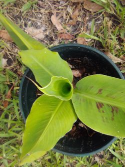 Dwarf Banana