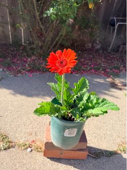 Plant