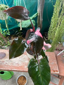 Plants indoor