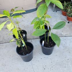 Plants of 🥑, avocado hass 