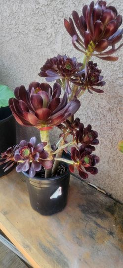 Beautiful Plants $5 each