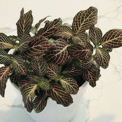 Fittonia in 4in Pot