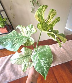 🌿💚Monstera Mint💚🌿