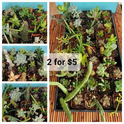❤️ 2for$5 Plant Variety ❤️