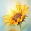 Sumflower