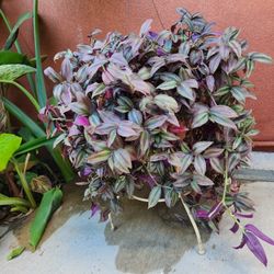 Hanging Tradescantia Zebrina