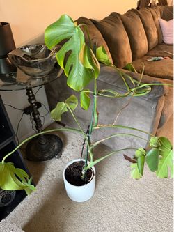 Monstera plant