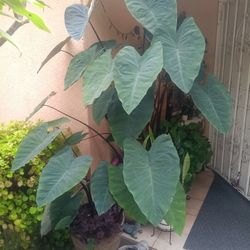 Plants 🪴 🌿 For Sale