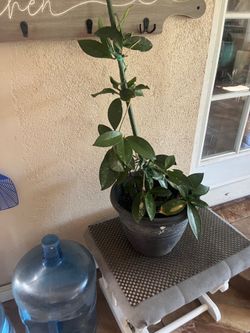 Hoya