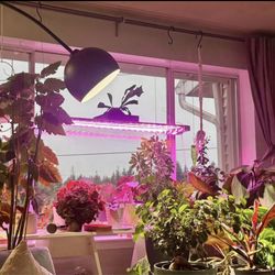 LED Plant grow light
