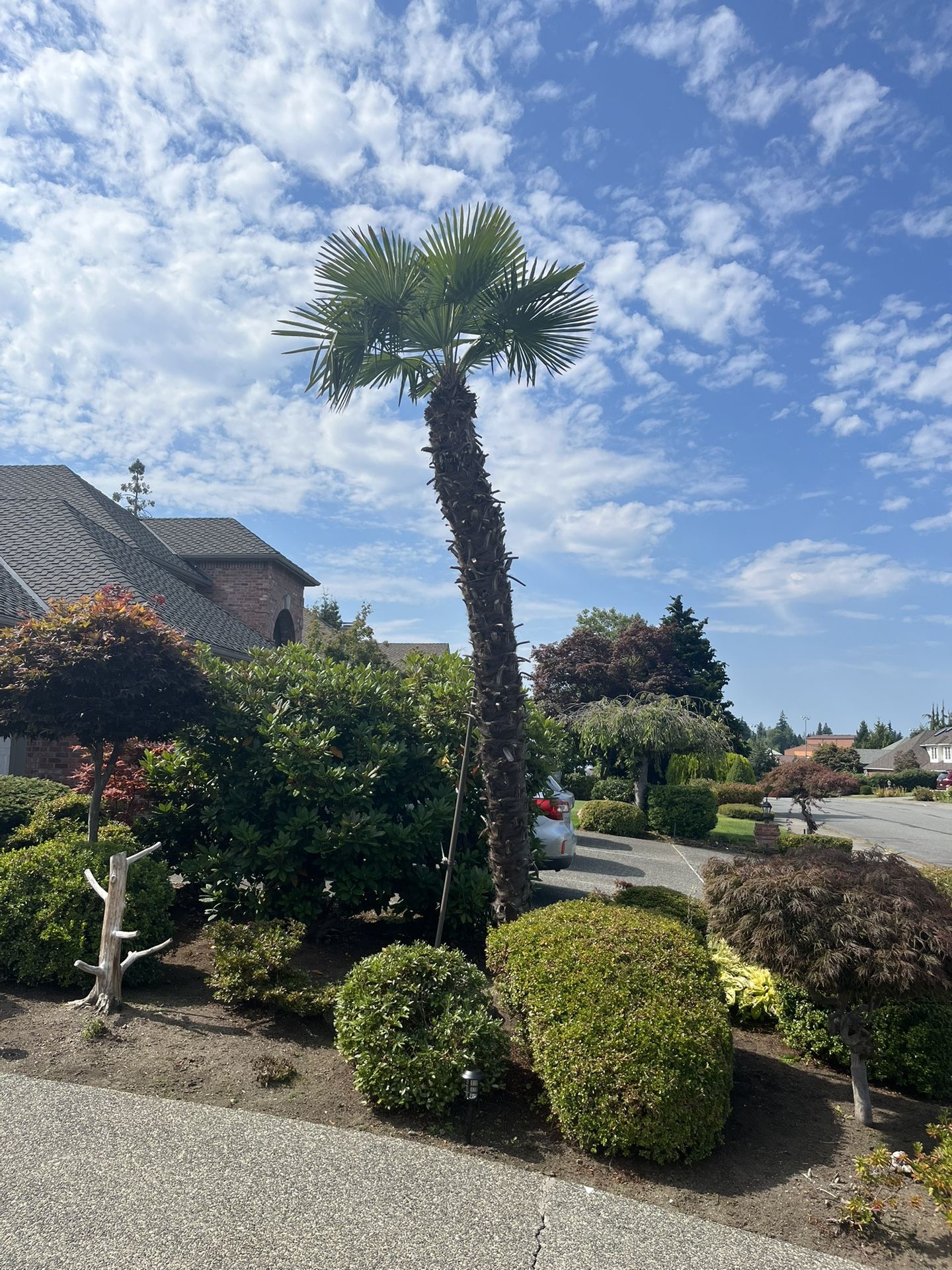 Mature Palm Tree