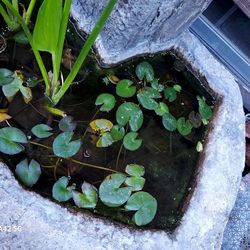 Pond Plants $3 To $15. Many Kinds