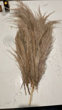 Pampas Grass