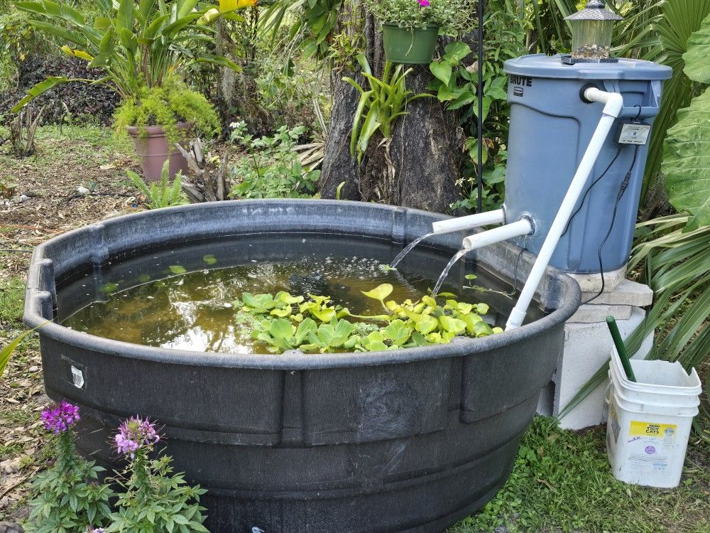 Koi Fish Pond
