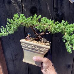 Bonsai Plans For Sale Also Japanese Maples Are Available $45 Each