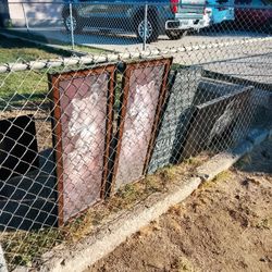 Lion Pictures For Sale