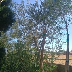 Olive Tree / Olivo Arbole