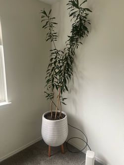 Houseplant for sale