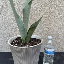 Moonshine Snake Plant