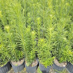 Podocarpus Tall Full Green  Fertilized  Ready For Planting Instant Privacy Hedge  Same Day Transportation  Minimum Qty Required 